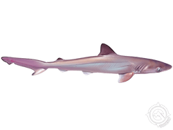Atlantic Sharpnose Shark